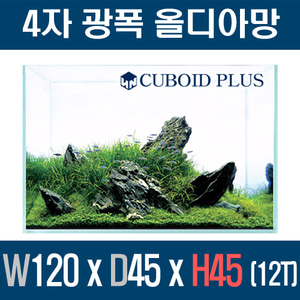 큐보이드플러스 4자광폭 올디아망 1204545 (12T)