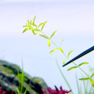 (중경/포인트 수초) 펄그라스/hemianthus micranthemoides (10촉)-초보자수초