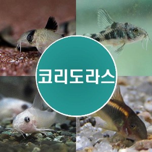 (코리도라스)관상어/하스타투스/팬더코리도라스/청소물고기/알비노코리도라스/초보열대어/쉬운물고기