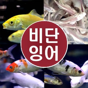 (잉어)비단잉어/버터플라이코이/플래티넘코이/잉어어항/잉어수조/관상어/쉬운물고기