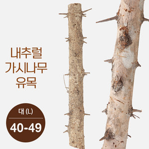 내추럴 가시나무 가지유목 (대) 40-49