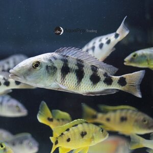 [말라위] Fossorochromis rostratus 포소코크로미스 로스트라투스