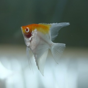 [엔젤피쉬] Pterophyllum scalare &quot;Albino red cap angelfish &quot; 알비노레드캡 엔젤