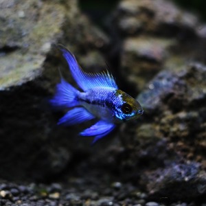 [라미네지]Mikrogeophagus ramirezi &quot;Blue Ball Neon&quot; longfin 블루볼라미네지롱핀 2마리