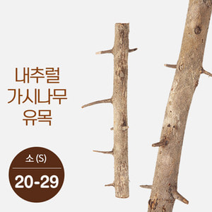 내추럴 가시나무 가지유목 (소) 20-29