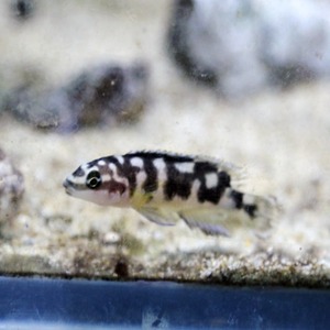 [탕어] Julidochromis transcriptus &quot;Kissi&quot; 줄리 트란 키시(2마리)