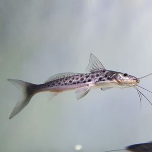[캣피쉬]﻿ Calophysus macropterus 모타캣피쉬